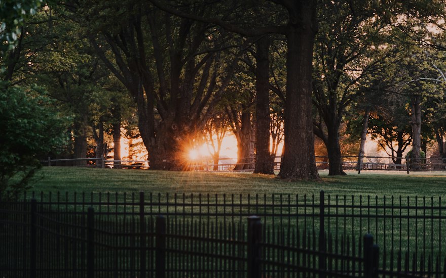 Black aluminum ornamental fence running along a lawn under mature trees